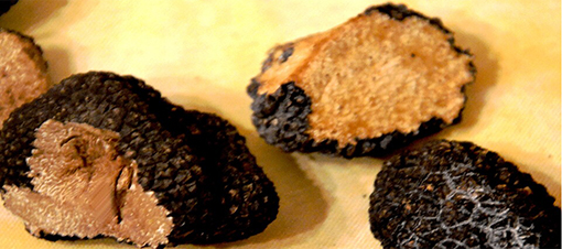 Truffes_d'été_en_Drôme_provençale.jpg