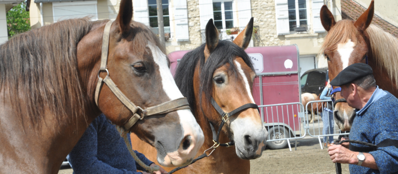 Belle réussite de la fête du cheval qui a enchanté petits et grands