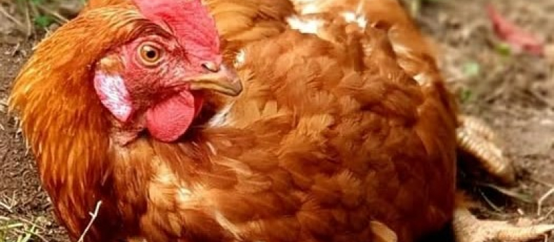Sauvetage de poules rousses dans le Sud Ouest