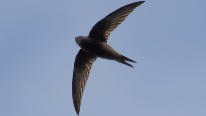 Mardi 6 mai, à l'école Monge, premier cycle "Oiseau, oiseaux"