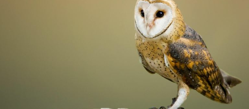 Deux gites à chouettes effraies installés sous le toit de la chapelle du cimetière