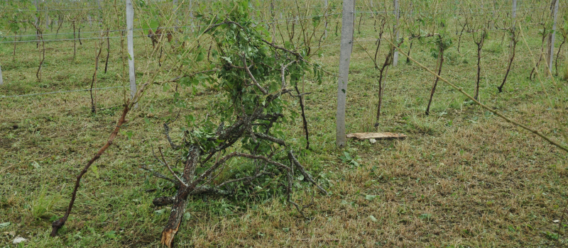 Fonds d’urgence viticulture à destination des jeunes installés