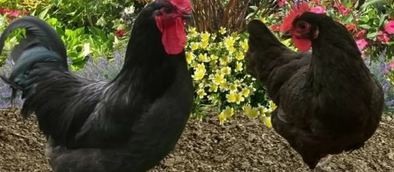 AH ! Si vous connaissiez la poule gasconne