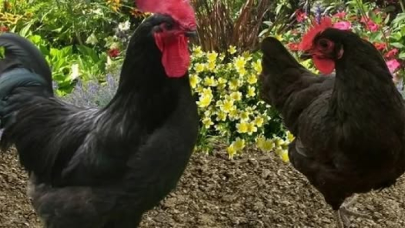 AH ! Si vous connaissiez la poule gasconne