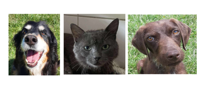 A la une, Shorty le doyen, la toute jeune Mirabelle et Boris le matou !