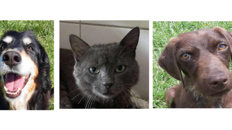 A la une, Shorty le doyen, la toute jeune Mirabelle et Boris le matou !