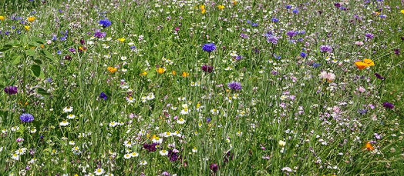 Du BRF pour votre jardin