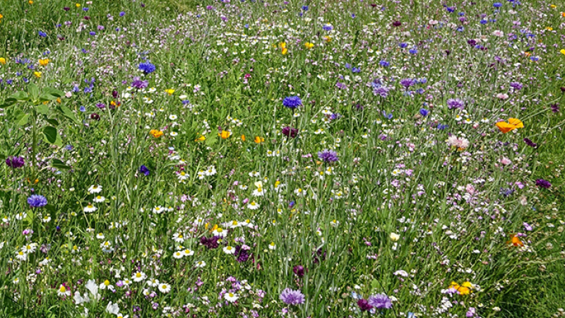 Du BRF pour votre jardin