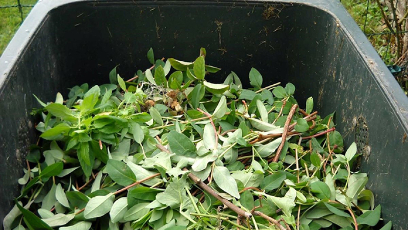 Collecte des déchets verts