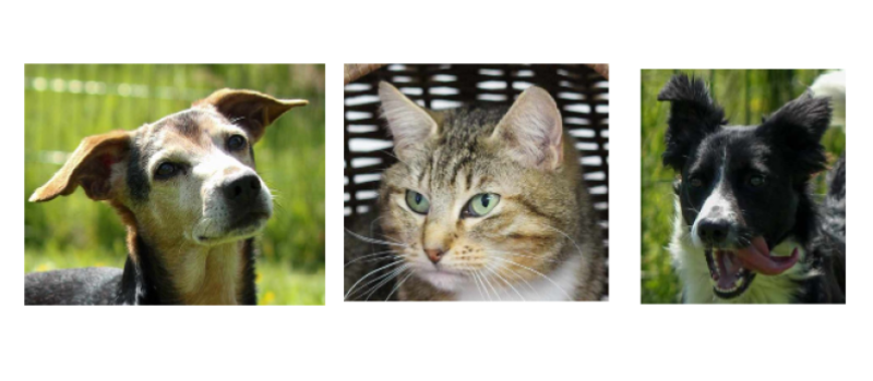 Rico, Bandit et Calinette à la une pour ce dernier jour du mois de mai !