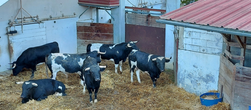 Feria del toro 2025 : visite des toros