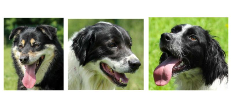 Bichette, Oscar et le jeune Tiago à l'honneur cette semaine !