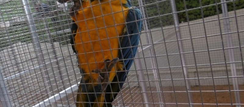 Expo-vente d'aviculture  avec la SACCOG