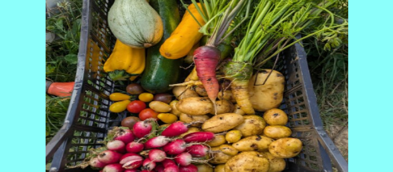 Vous y trouverez des légumes bio et locaux !