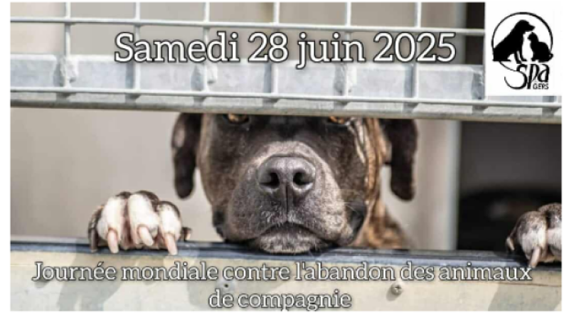 Samedi 28 juin, journée mondiale contre l'abandon des animaux domestiques