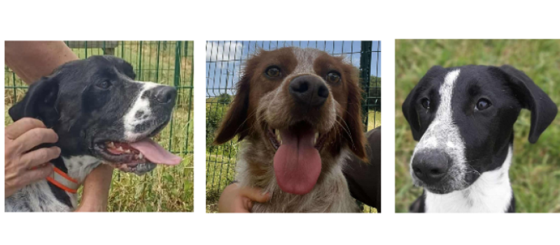 Aston, Senna et Loustic, les trois jeunes chiens de la semaine !