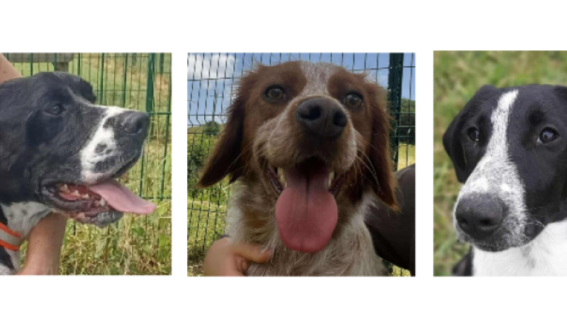 Aston, Senna et Loustic, les trois jeunes chiens de la semaine !