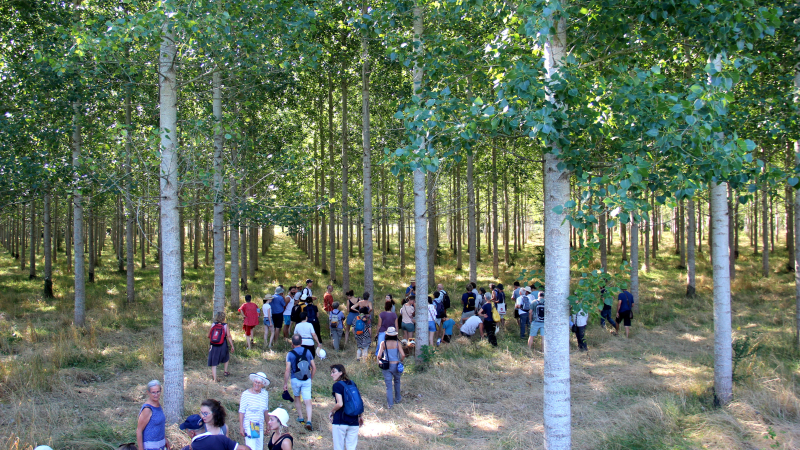 Paysages in Marciac 2025 :  “Le Génie de l’Arbre” au coeur de la 17ème édition