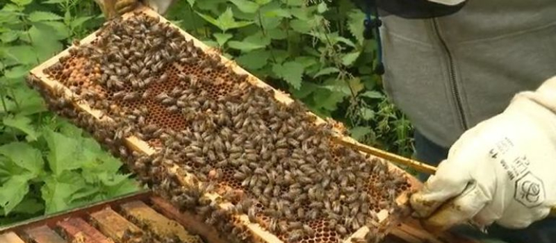 Communiqué del’Union Nationale de l’Apiculture Française (UNAF) sur la loi Duplomb : si le Conseil constitutionnel ne censure pas, le président Macron doit agir