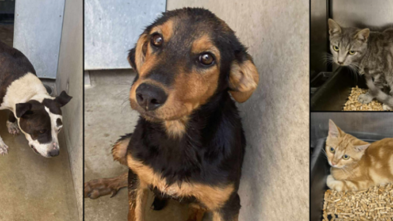 Acte indigne : abandon de 10 chiens et d'une dizaine de chats !