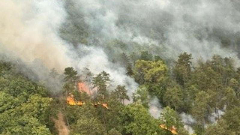 Feu de forêt : 25 ha de pinèdes dévorés par l'incendie