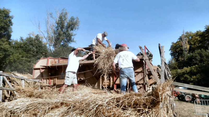 Battage à l'ancienne sous la canicule