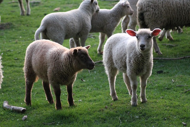 sheep-5049608_640.jpg