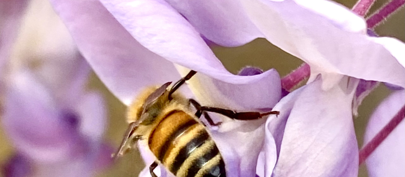 HygieSport  saison 2025/2026 , le miel, les abeilles... et une foule d'activités et animations
