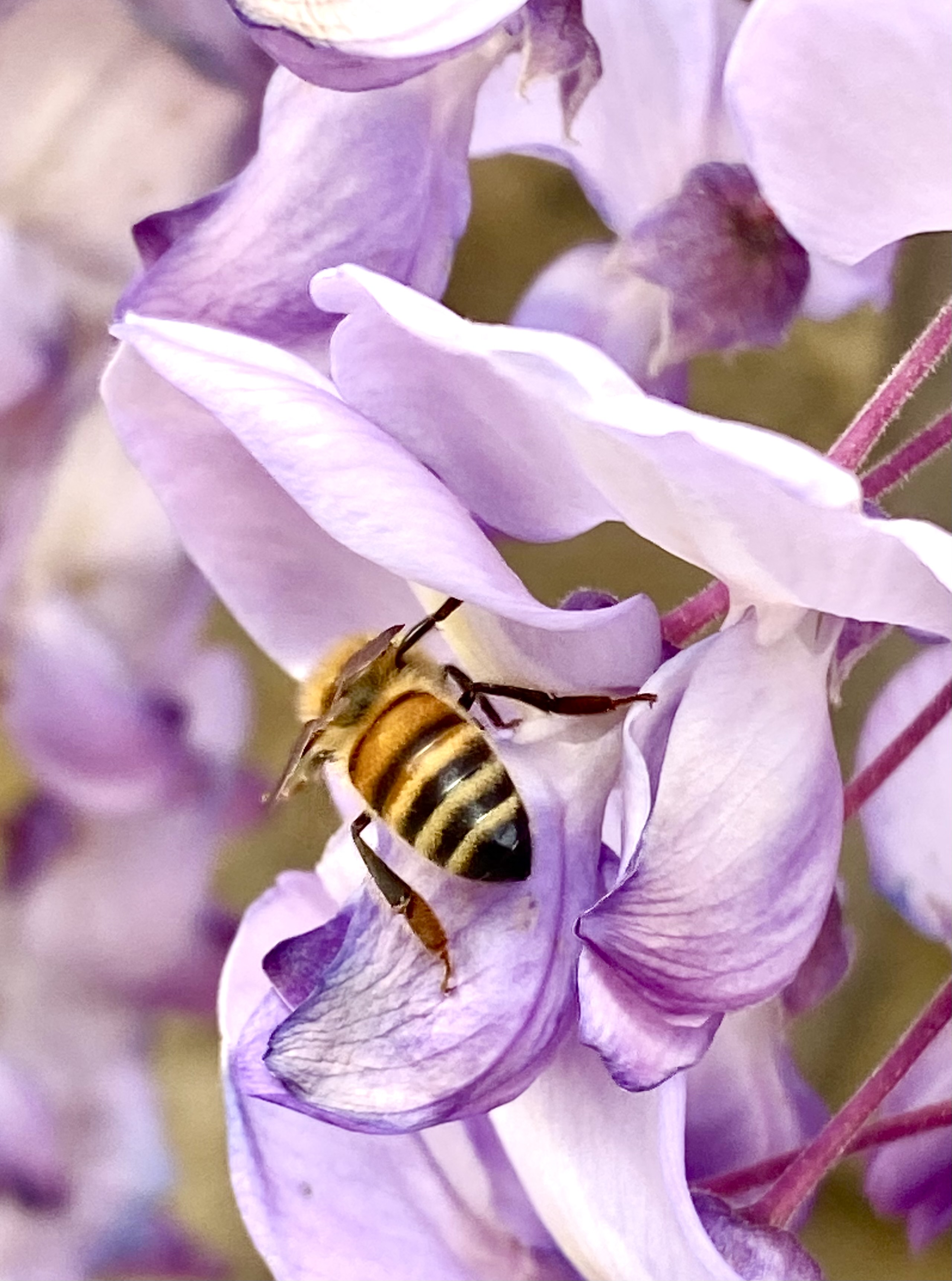 Abeilles glycine 1 2025.jpg