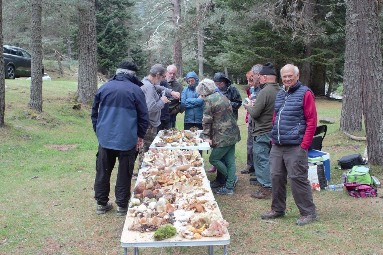 champignon 2.jpg