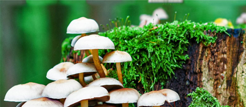 Mieux connaitre les champignons