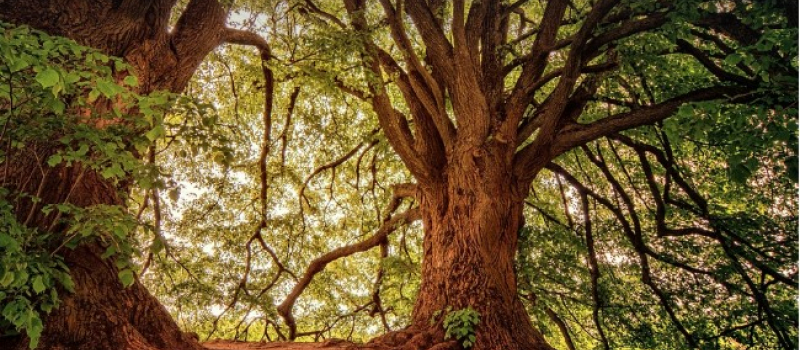 Bientôt la Fête de l'Arbre