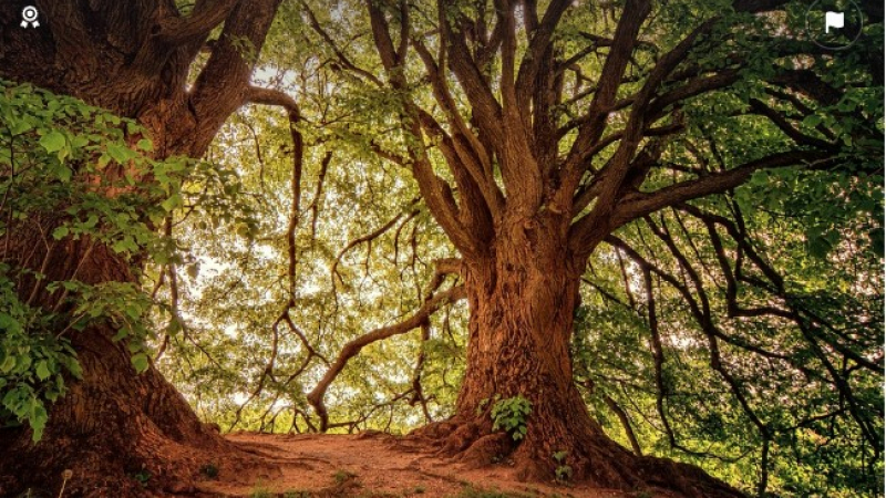 Bientôt la Fête de l'Arbre