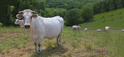 elevage vache mirandaise.jpg
