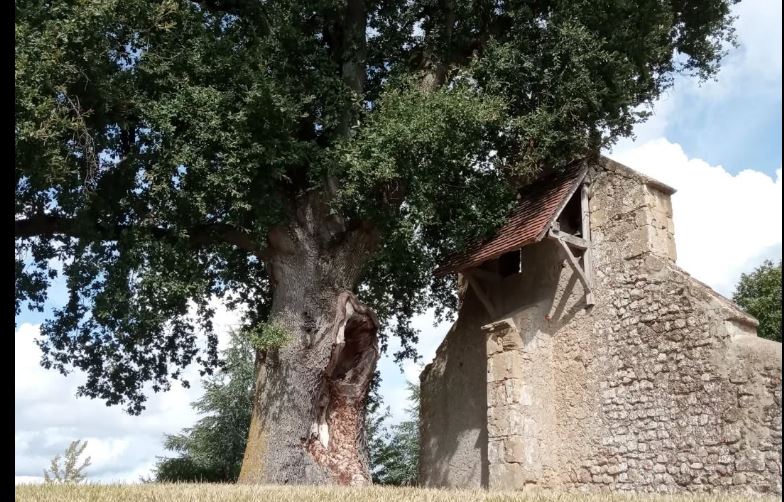 theux arbre.JPG