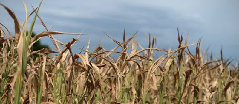 Demande de dégrèvements liée aux aléas climatiques