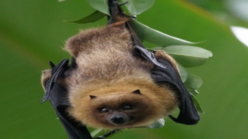 La nuit de la chauve-souris à la médiathèque Yves Navarre
