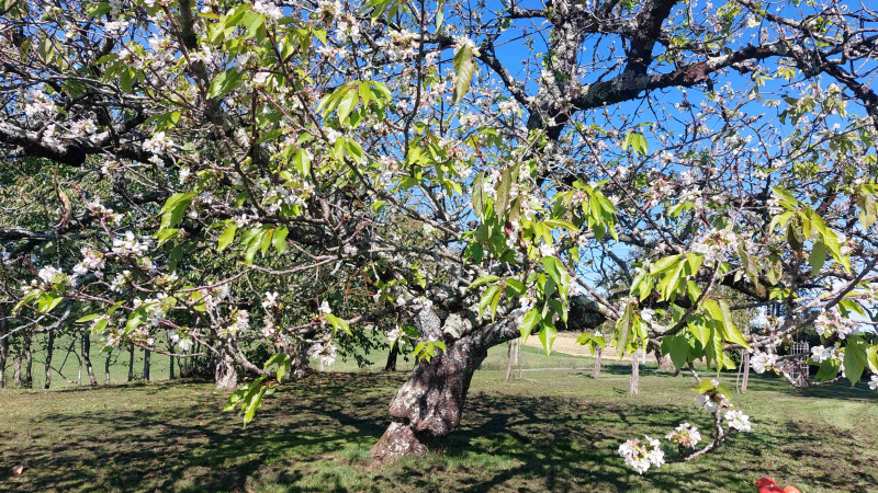Un cerisier en fleurs au mois de septembre !