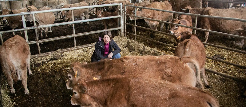 Dermatose Nodulaire Contagieuse  : les éleveur.euses et leurs animaux dans l’attente