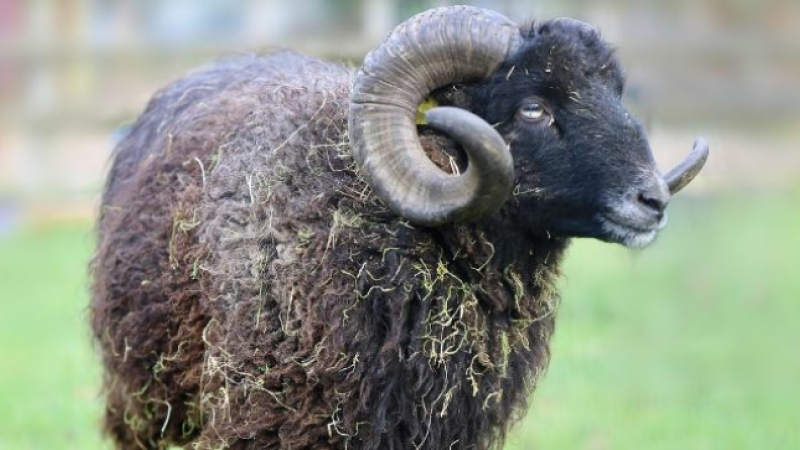 Un homme de 70 ans décède suite à la charge d'un bélier