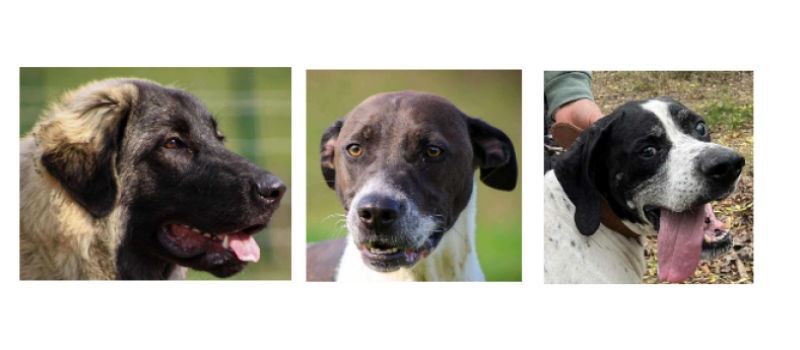 Les derniers arrivés de la SPA, Anouk, Spike et Nestor !
