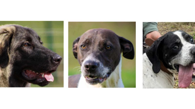 Les derniers arrivés de la SPA, Anouk, Spike et Nestor !
