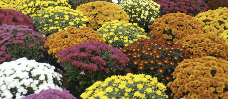 Fleur du 11 novembre dès l'Armistice, le chrysanthème est devenu fleur de la Toussaint