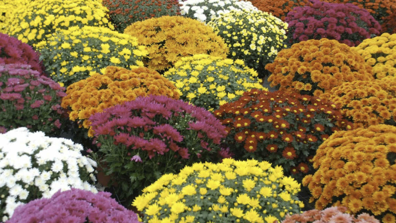 Fleur du 11 novembre dès l'Armistice, le chrysanthème est devenu fleur de la Toussaint