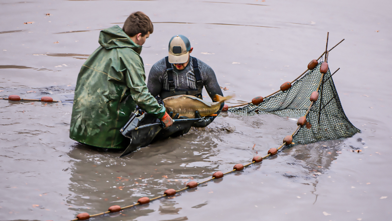 Perchède: la pêche traditionnelle a été abondante