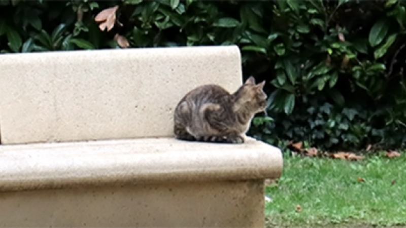 Plus de 70 chats identifiés et stérilisés