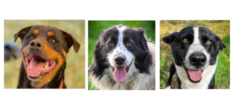 Les trois sportifs de la semaine, Babel, Tomy et Balto