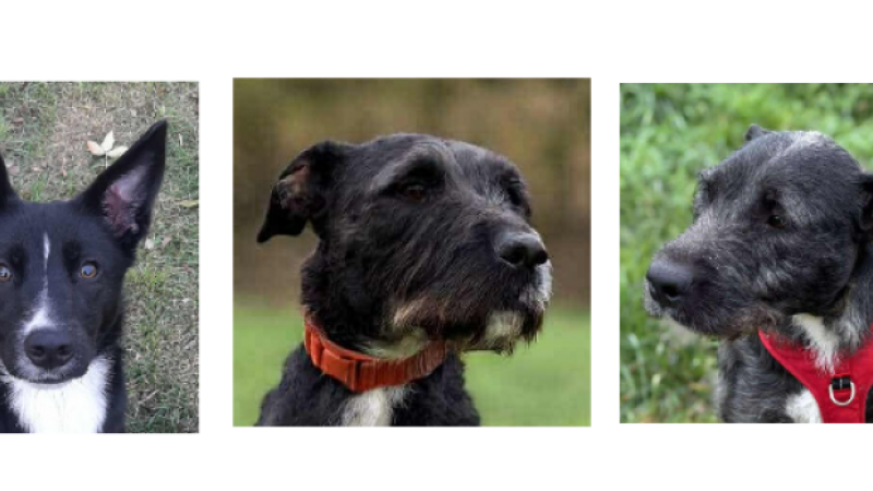 Les trois petits nouveaux de décembre : Kiara, Murphy et  Bellamy  !