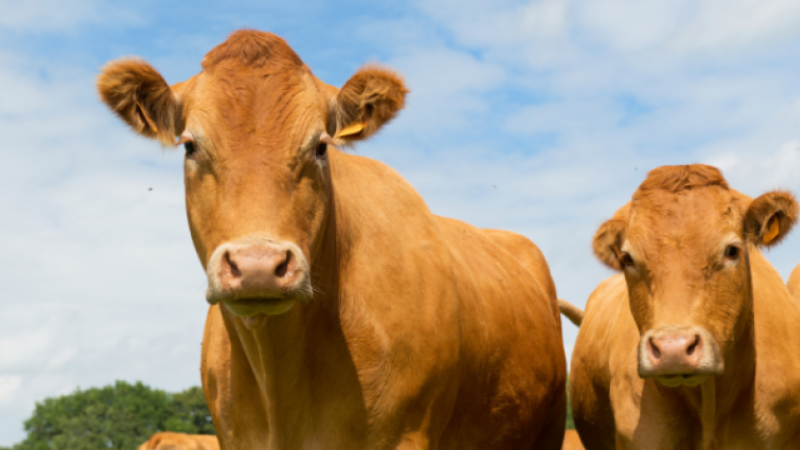 La Chambre d'agriculture du Gers exige la suspension de l'abattage pour la tuberculose dans le Gers