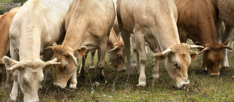 Mobilisation contre l'abattage d'un troupeau de vaches